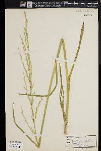 Glyceria septentrionalis image