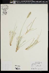 Hordeum brachyantherum image