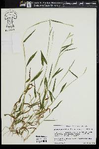 Microstegium vimineum image