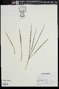 Miscanthus sinensis image