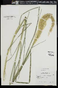 Miscanthus sinensis image