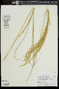 Image of Miscanthus transmorrisonensis