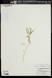 Muhlenbergia schreberi image