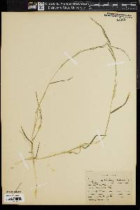 Muhlenbergia schreberi image