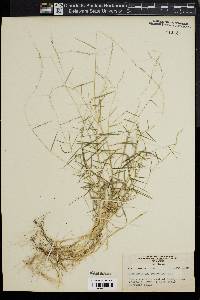 Muhlenbergia schreberi image