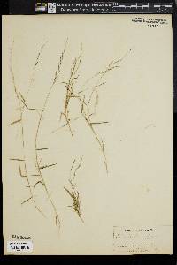 Muhlenbergia schreberi image