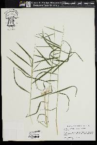 Muhlenbergia sobolifera image