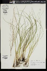 Muhlenbergia torreyana image