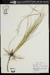 Muhlenbergia torreyana image