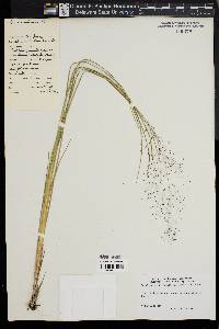 Muhlenbergia torreyana image