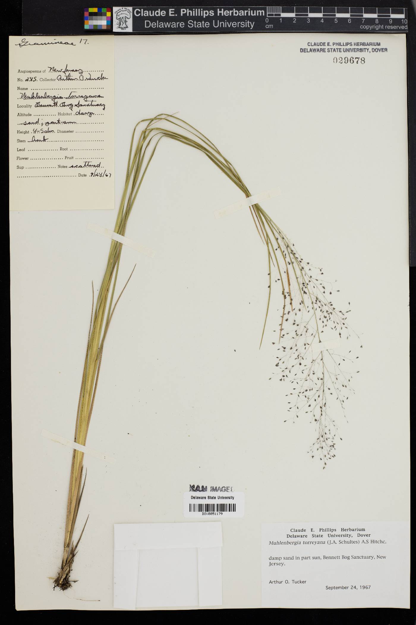 Muhlenbergia torreyana image