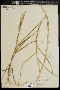 Panicum amarum image