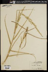 Panicum amarum image