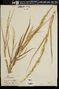 Panicum amarum image