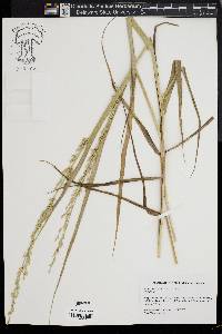 Panicum amarum image