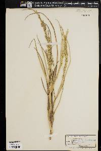 Panicum amarum image