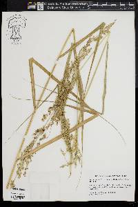 Panicum amarum image