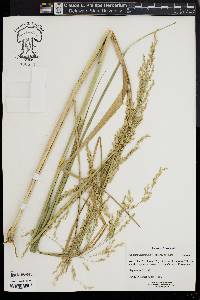 Panicum amarum image