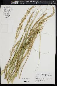 Panicum amarum image