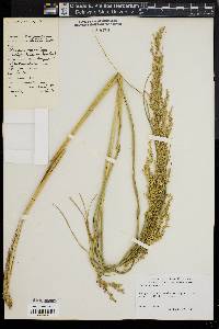 Panicum amarum image