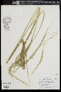 Panicum amarum image