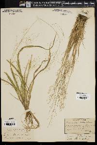 Panicum flexile image