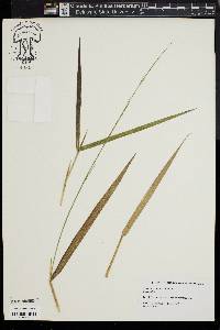 Panicum hemitomon image