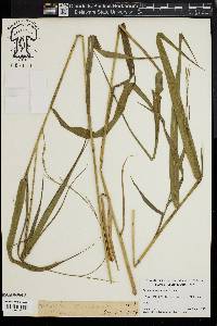 Panicum hemitomon image