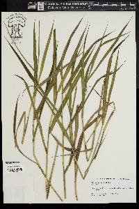 Panicum hemitomon image