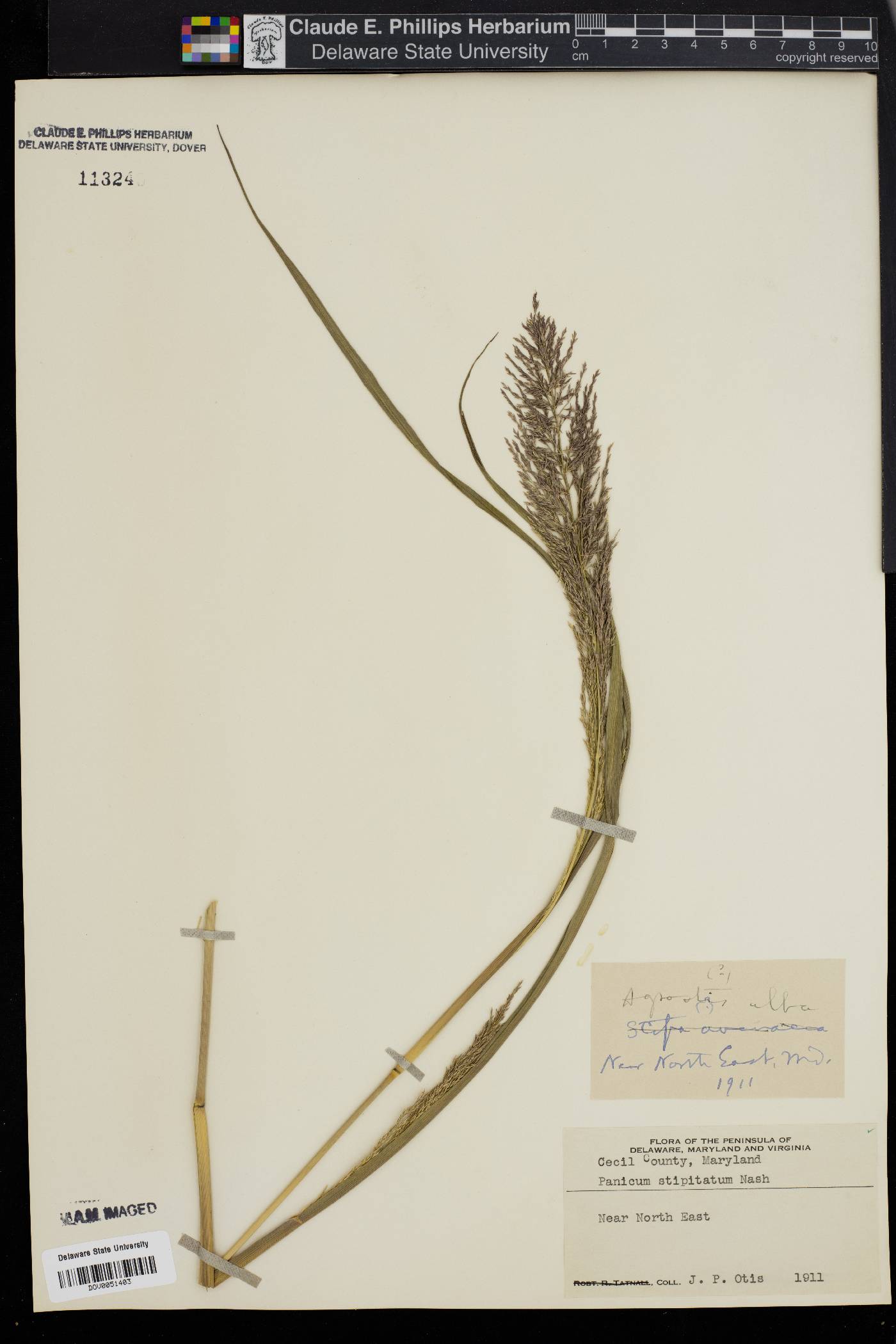 Panicum stipitatum image