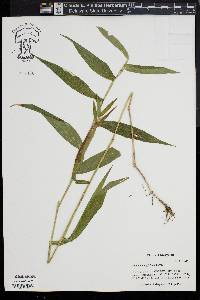 Coleataenia longifolia image