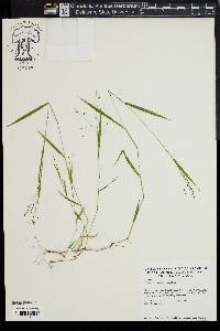 Kellochloa verrucosa image