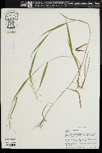 Kellochloa verrucosa image