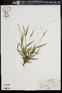 Kellochloa verrucosa image