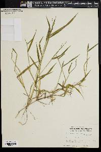 Kellochloa verrucosa image