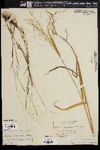 Kellochloa verrucosa image