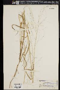 Kellochloa verrucosa image