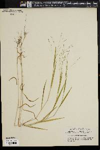 Kellochloa verrucosa image