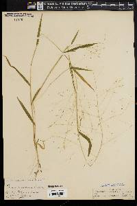 Kellochloa verrucosa image