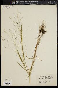 Kellochloa verrucosa image