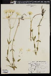 Sabatia angularis image