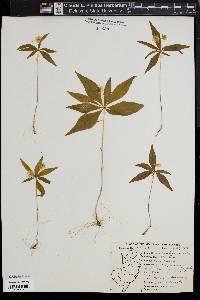 Trientalis borealis image