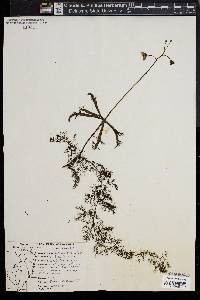 Utricularia inflata image