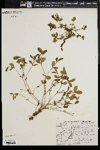 Image of Paronychia riparia