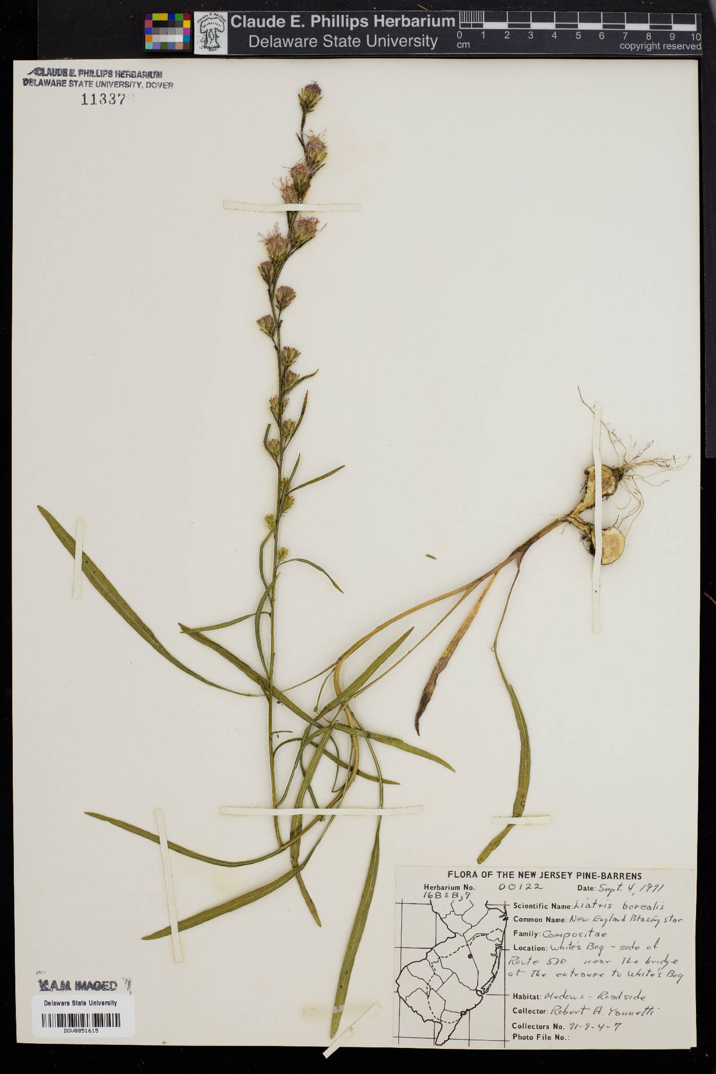 Liatris borealis image