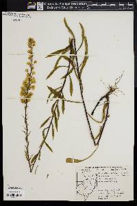 Solidago erecta image