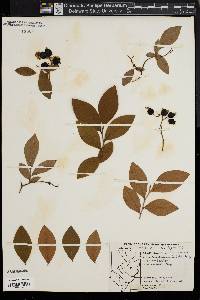 Vaccinium vacillans image