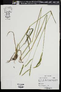 Paspalum dilatatum image