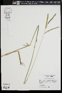 Paspalum dilatatum image