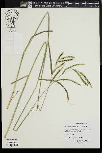 Paspalum dilatatum image